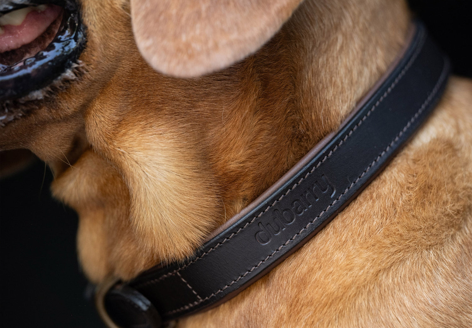 AXEL Leder-Hundehalsband – Mahogany